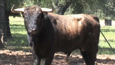 orthez-les-dolores-aguirre-au-campo