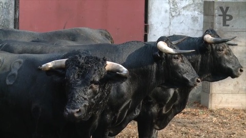 orthez-debarquement-novillos-valdellan