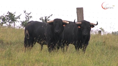 presentation-de-la-corrida-de-mimizan