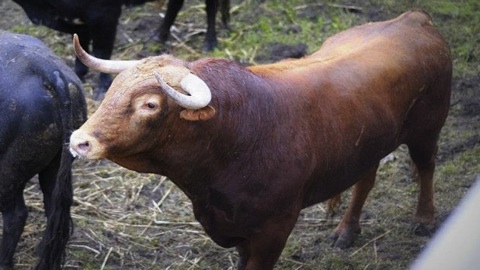 debarquement-des-novillos-pour-mugron