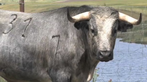 orthez-la-novillada-de-saltillo