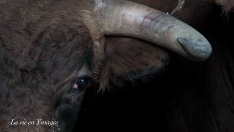 garlin-les-novillos-de-piedra-escrita