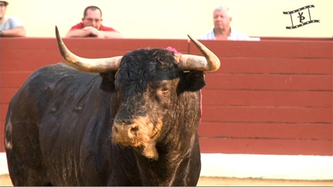 orthez-heureusement-ils-etaient-beaux