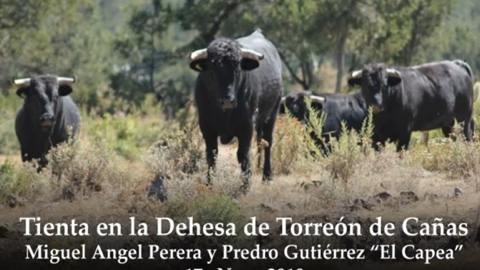 campo-mexique-tienta-chez-torreon-de