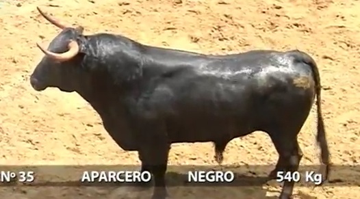 toros-de-torrehandilla-pour-seville