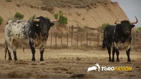 les-toros-pour-le-pilar-de-zaragoza