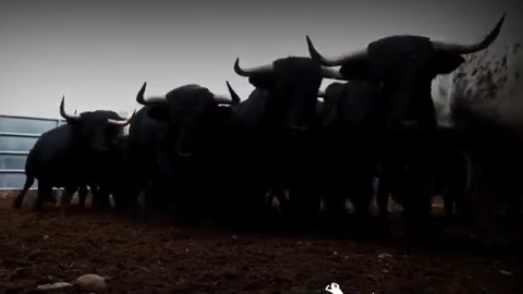 castellon-toros-festejos-populares