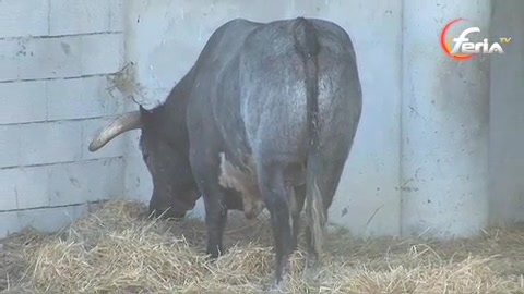 les-toros-de-la-feria-de-la-crau