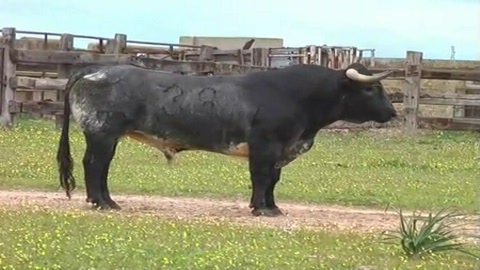 les-toros-de-la-corrida-concours