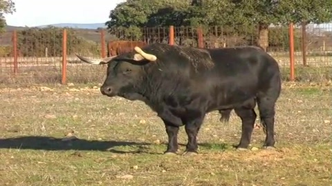 toros-de-fidel-san-roman