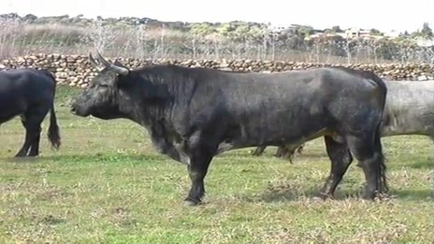 les-toros-de-la-quinta