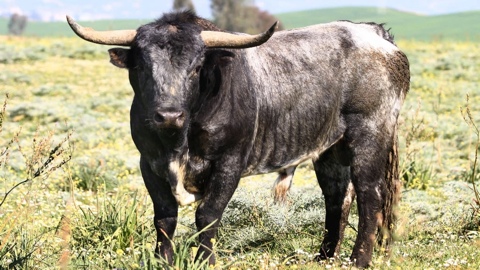 les-toros-pour-mont-de-marsan-2010