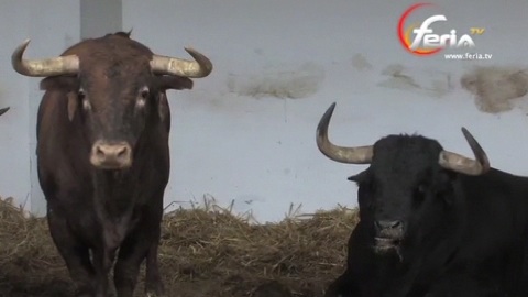 vic-les-toros-de-la-feria-aux-corrales