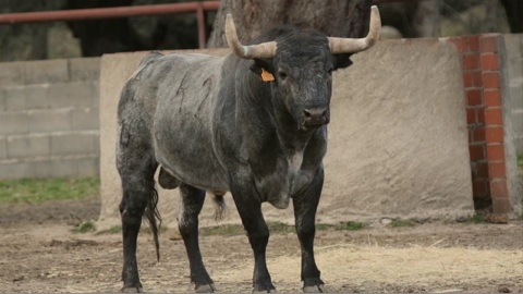 vic-2015-toros-de-jose-escolar-gil