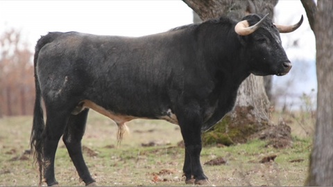 vic-grande-corrida-de-valdellan