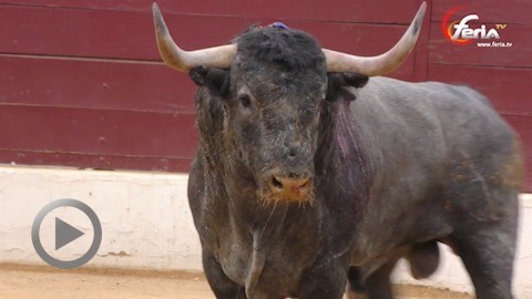 vic-corrida-compliquee-de-victorino-martin