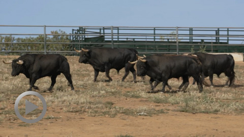 toros-y-salsa-dax-los-toros-de-jandilla