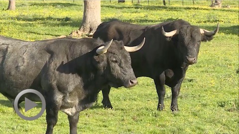 dax-les-toros-de-victorino-martin-pour-toros-y-salsa
