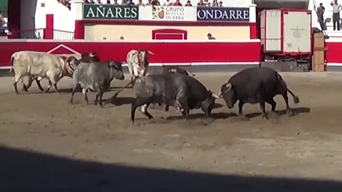 azpeitia-debarquement-ana-romero