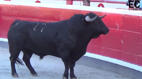 azpeitia-debarquement-toros-de-cuadri