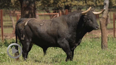 feria-de-dax-los-toros-de-pedraza-de-yeltes