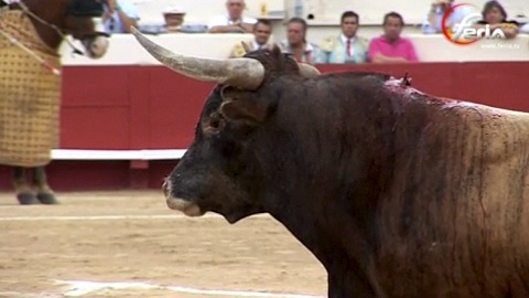 miurada-castano-pinche-le-triomphe