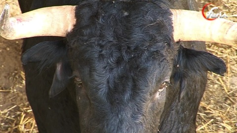 rencontre-avec-calabres