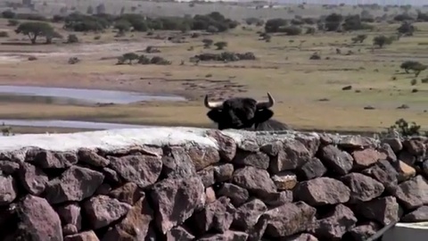 campo-talavante-a-la-muralla