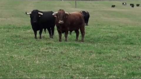 les-camino-de-santiago-pour-mimizan