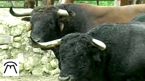 les-cebada-gago-pour-saint-martin