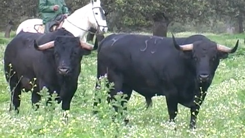 ceret-2013-les-toros-de-cuadri