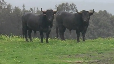 ceret-de-toros-les-escolar-gil