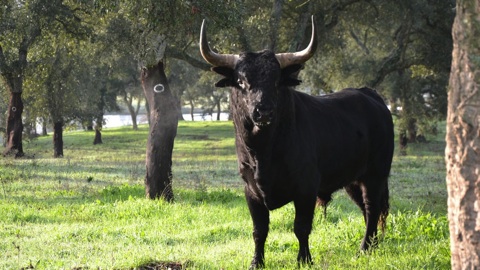 ceret-2013-les-toros-de-palha