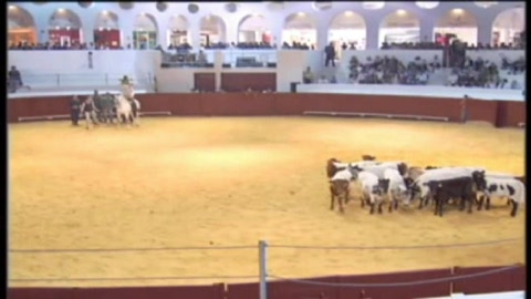 exhibition--feria-mondiale-du-toro-2008