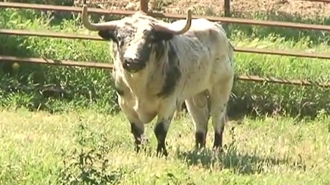 toros-de-couto-de-fornilhos-pour-ceret