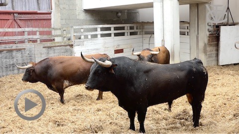 vic-fezensac-los-toros-de-la-corrida-de-cebada-gago