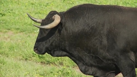 les-toros-de-cuadri-pour-dax