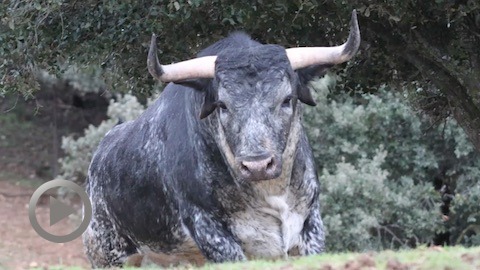 vic-les-toros-de-la-corrida-concours