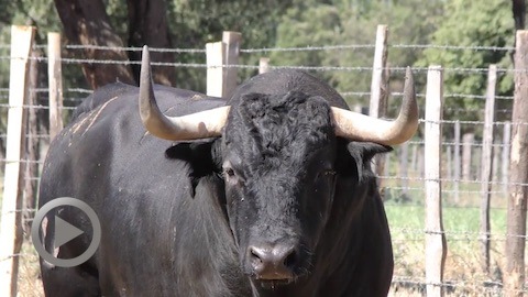 les-toros-de-valverde-pour-orthez