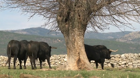 campo-les-baltasar-iban-pour-dax