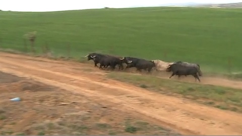 campo-les-toros-de-jandilla-pour-dax