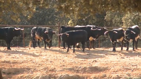 campo-les-toros-de-zalduendo-pour-dax