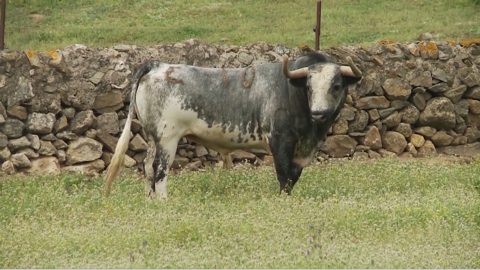 dax-les-toros-de-la-quinta