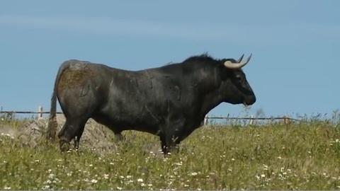 dax-torosysalsa-toros-8sept.jpg