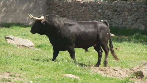 dax-toros-de-victoriano-del-rio