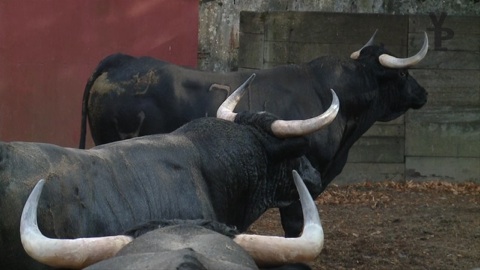 orthez-debarquement-toros-valdellan