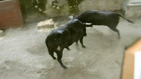 debarquement-toros-de-sanchez-fabres