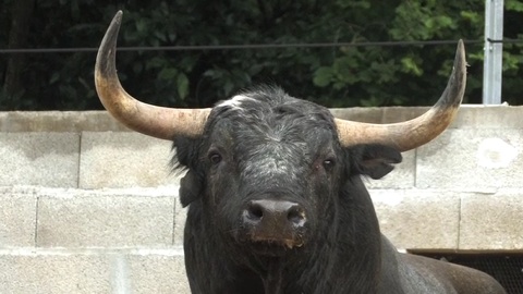 les-raso-de-portillo-pour-orthez