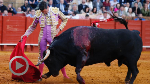 seville-les-alcurrucen-gardent-leurs-oreilles