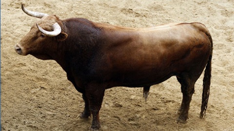 sevilla-sorteo-des-toros-de-el-pilar